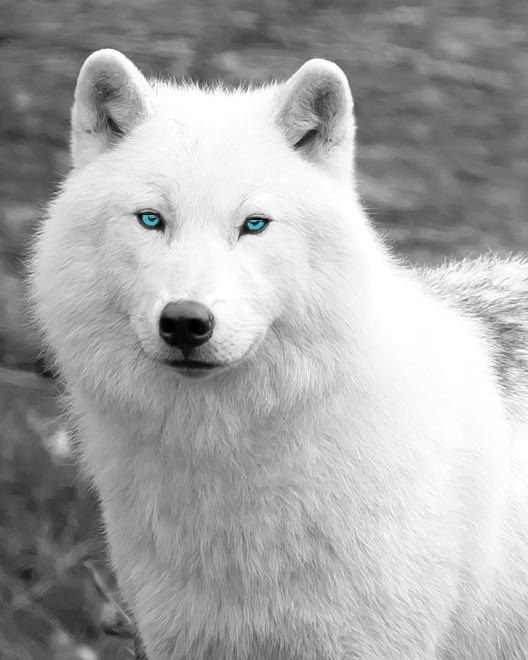 image pretty wolf bb omg jpg animal jam clans wiki fandom