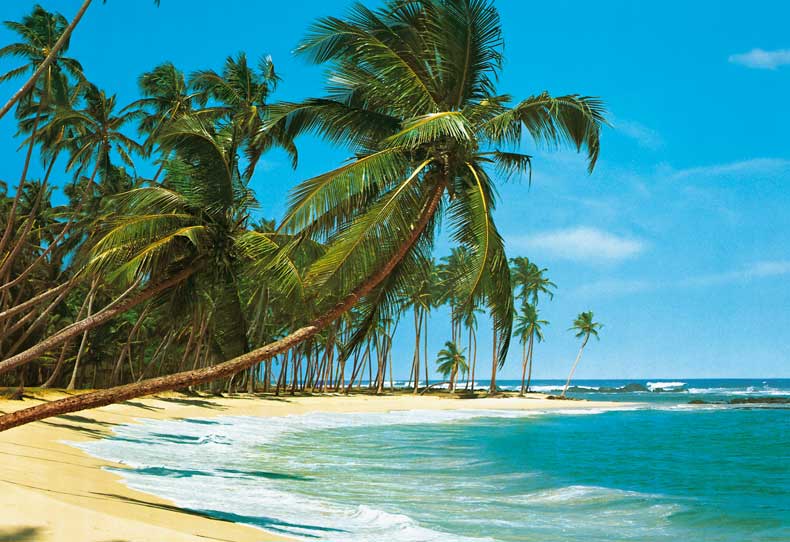 Image Beach Palm Trees 3 Jpg Animal Jam Clans Wiki Fandom Beach Palm Trees 3 Jpg