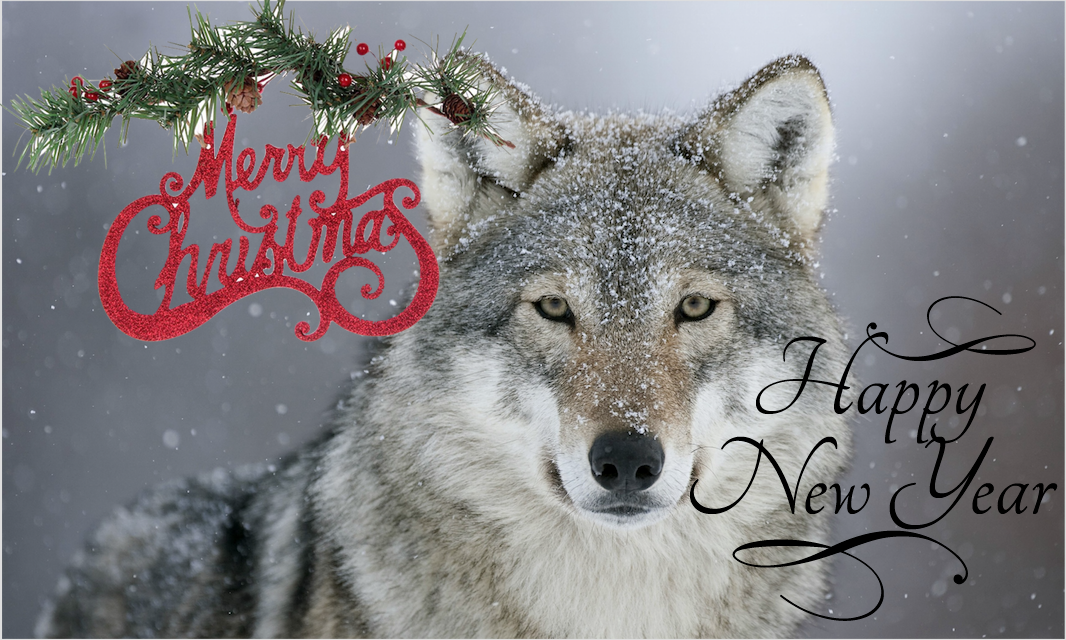 Merry Christmas Wolf Images Merry Christmas Wolf Images