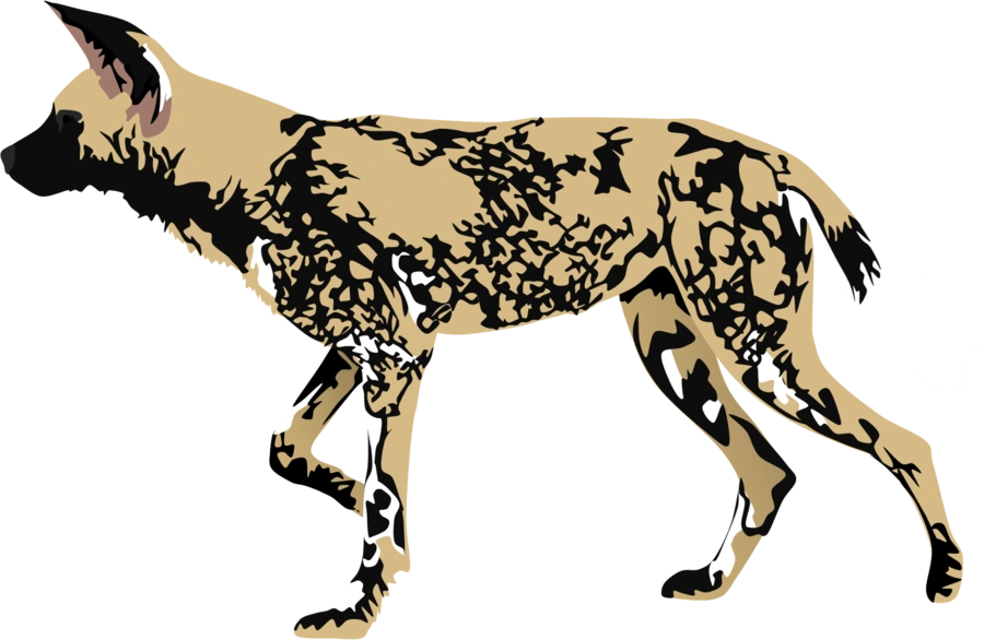 Image - African wild dog mzt2-d55lh3o.png | Animal Jam Clans Wiki