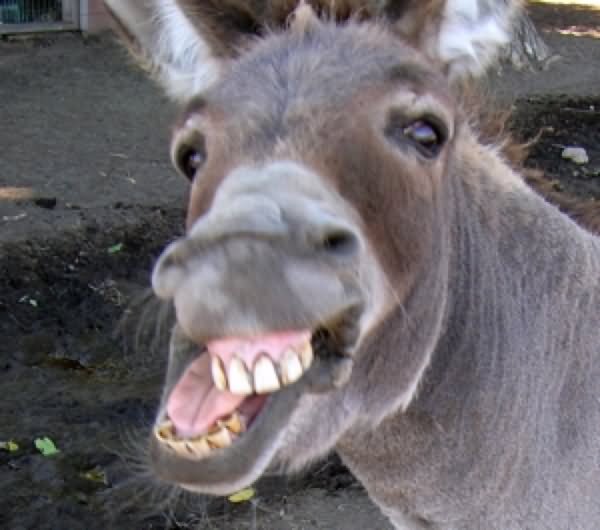 RÃ©sultat de recherche d images pour "smiling donkey"