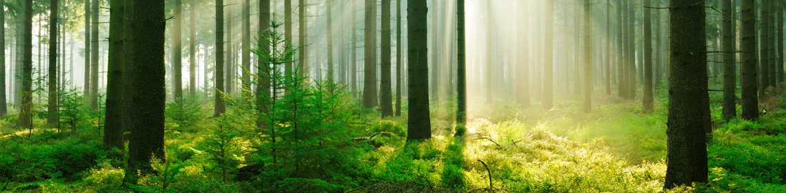 Image - Forest banner.jpg | Animal Jam Clans Wiki | FANDOM powered by Wikia