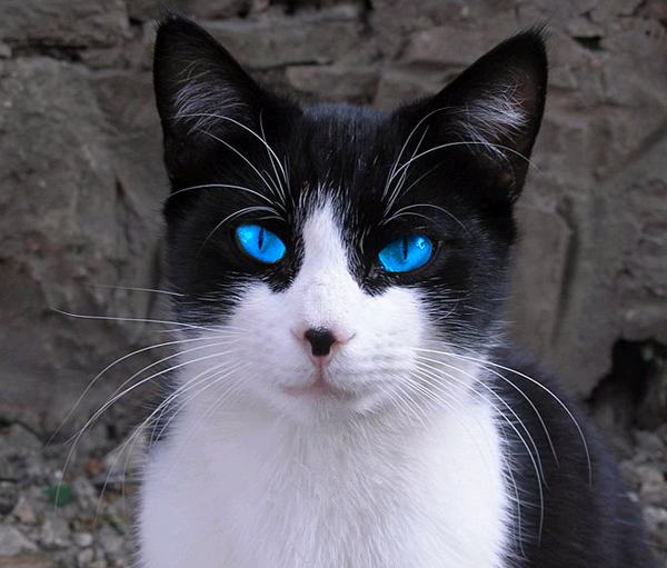 image-names-for-a-white-cat-with-blue-eyes-mddstz0z-jpg-animal-jam