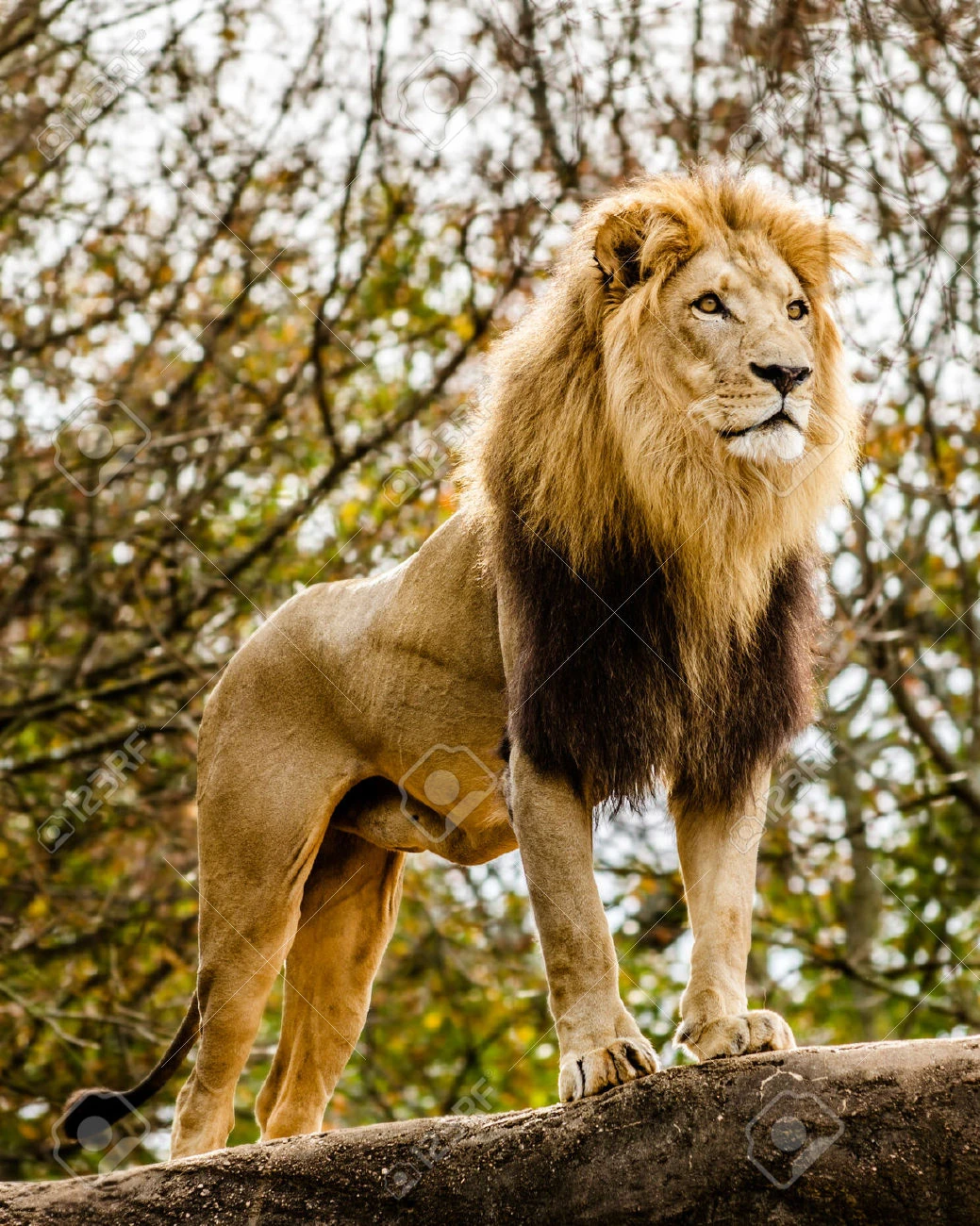 Image 24726644MalelionlookingoutatoprockyoutcropStockPhoto