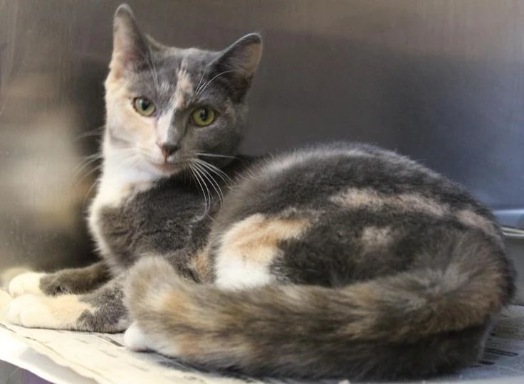 latest?cb=20170105040758