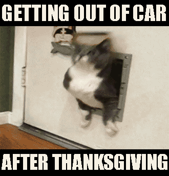 gif thanksgiving after gifs friday happy funny cat fat weekend animal car dinner tenor money getting entertainment caption shopping