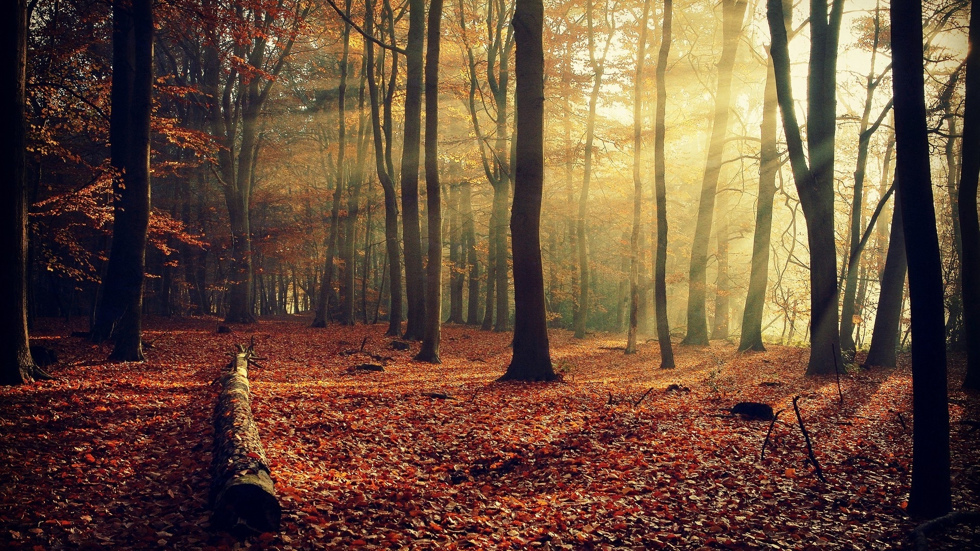 image wallpaper wiki autumn forest sunshine full hd background pic