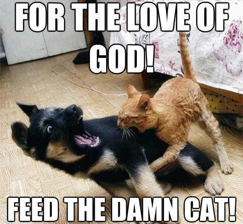 Funny Cat Bites Dog Memes Jpg Funny Cat Bites Dog Memes Jpg
