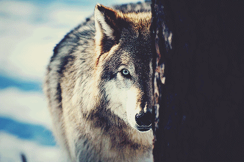 ผล๥าร๨้นหารูปภาพสำ​หรับ wolf gif