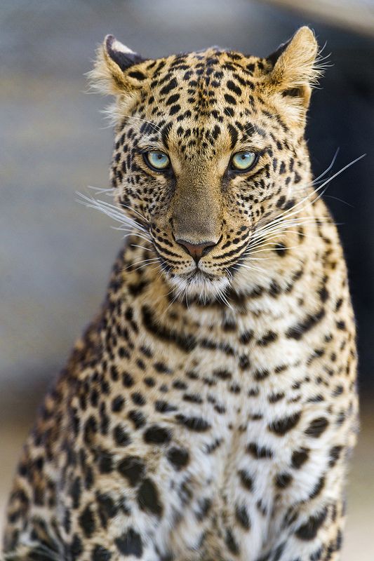 Image - 3de5a077f803d1479d768cf537341763--jaguar-animal-beautiful-cats