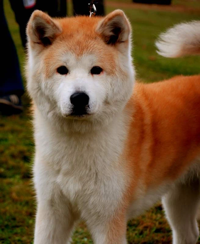 Image Adorableorangeakitainudogpuppieswallpaper.jpg Animal Jam Clans Wiki FANDOM