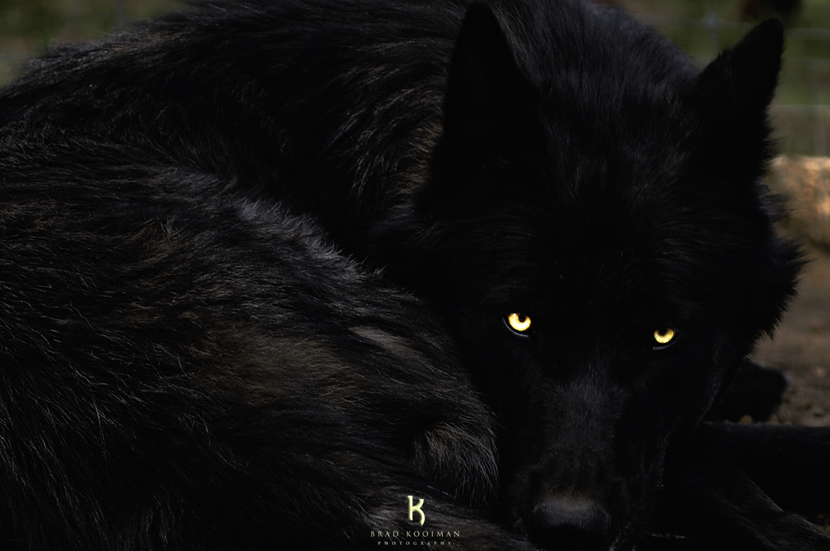 Image - BradKooimanphotography Black Wolf Timber Wolf-W ...