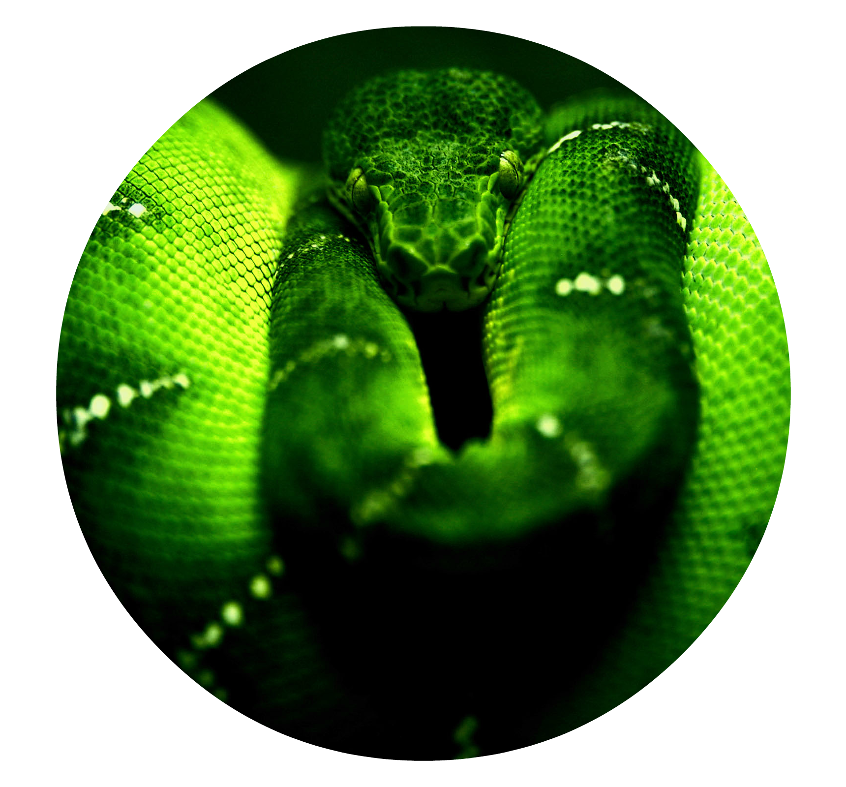 image green snake hd wallpaper free hd for desktop png animal