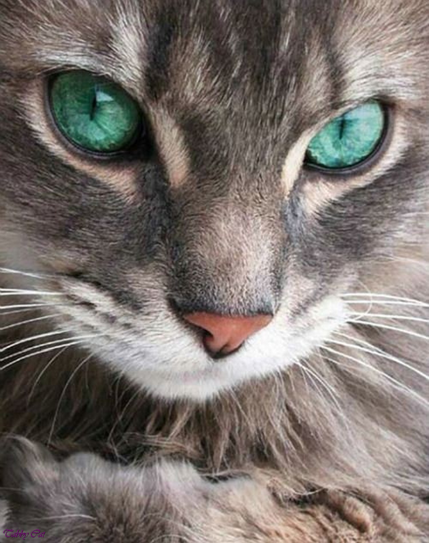 grey tabby cat with blue eyes