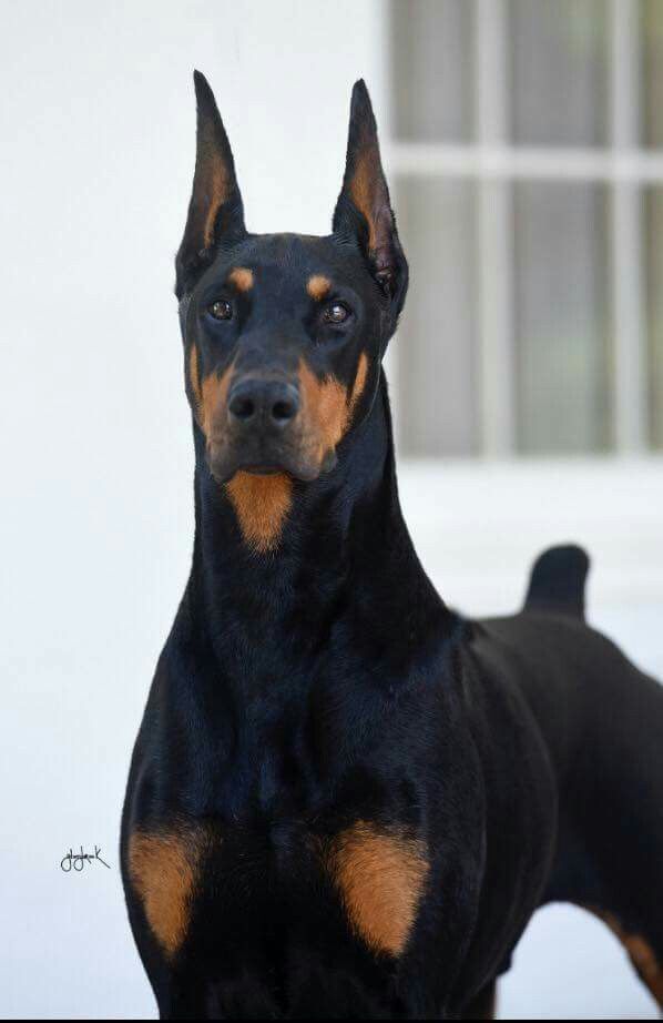 Image - A6f7aee2f57ed3aa64916c812e794bc1--doberman-puppy ... Image - A6f7aee2f57ed3aa64916c812e794bc1--doberman-puppy ...
