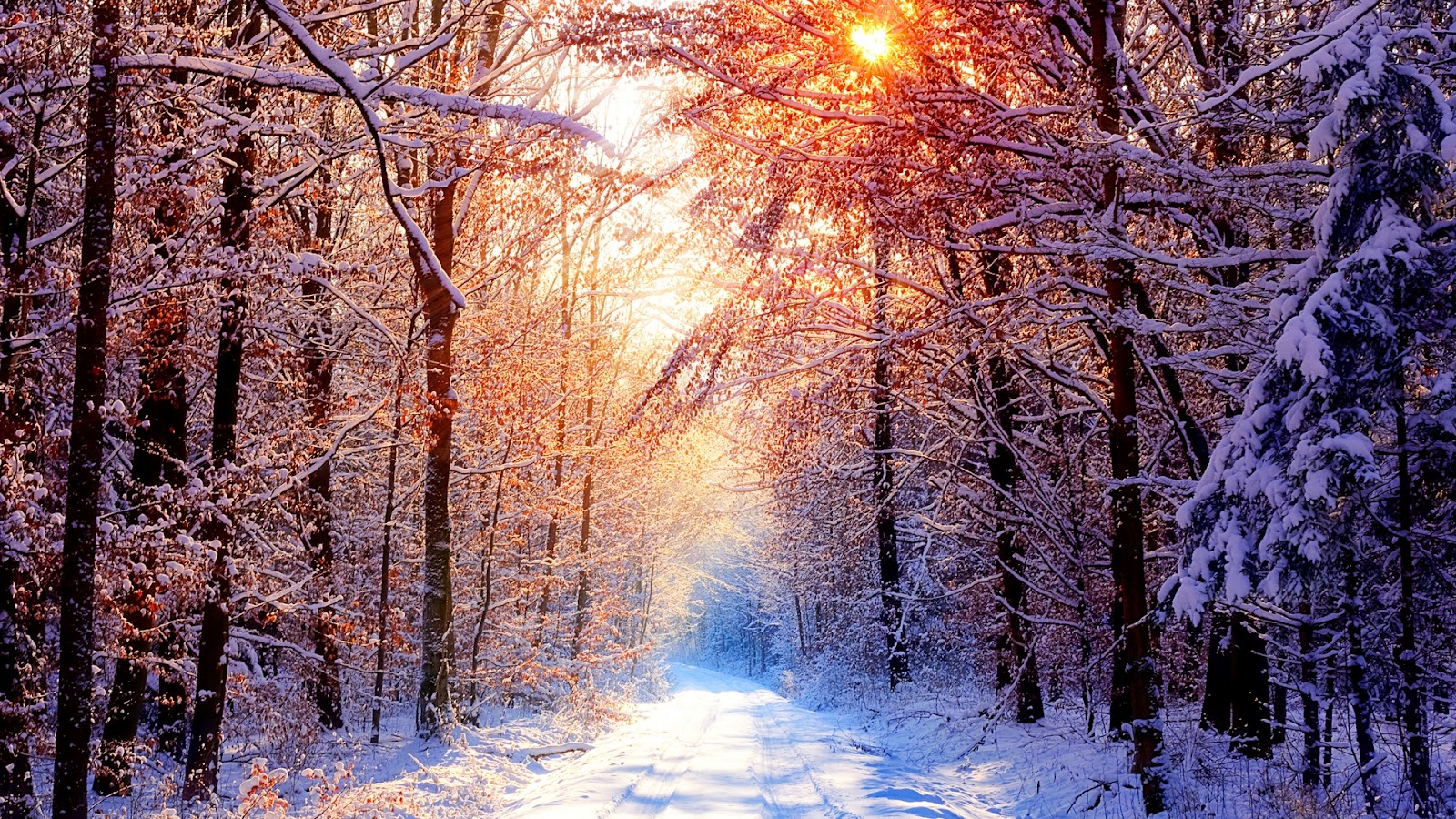 image forest ice tree nature full hd nature background wallpaper