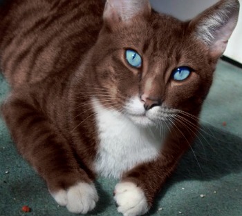 https://vignette.wikia.nocookie.net/animal-jam-clans-1/images/3/32/Brown-and-white-cat-with-blue-eyesshadow-woods-cats---warrior-cats-rp-life-wolves-of-the-wild-big-cat-6ivnarzt.jpg/revision/latest?cb=20160925201013