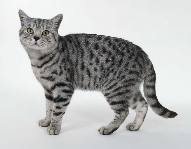 white spotted tabby cat warrior s