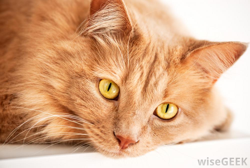 Image - Cat-with-yellow-eyes.jpg | Animal Jam Clans Wiki | FANDOM