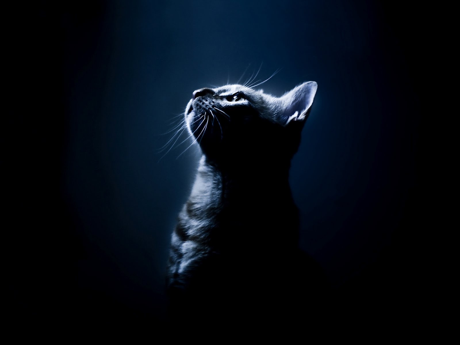 hd phone wallpapers cat