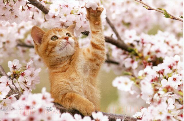 Image - Japan-cherry-blossoms-and-kitten.jpg | Animal Jam Clans Wiki ...