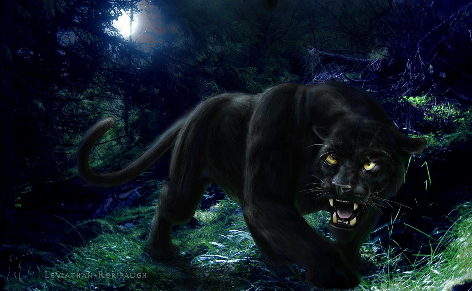 Image Black Panther Animal Hd Wallpaper X6gg7jpg Animal Jam