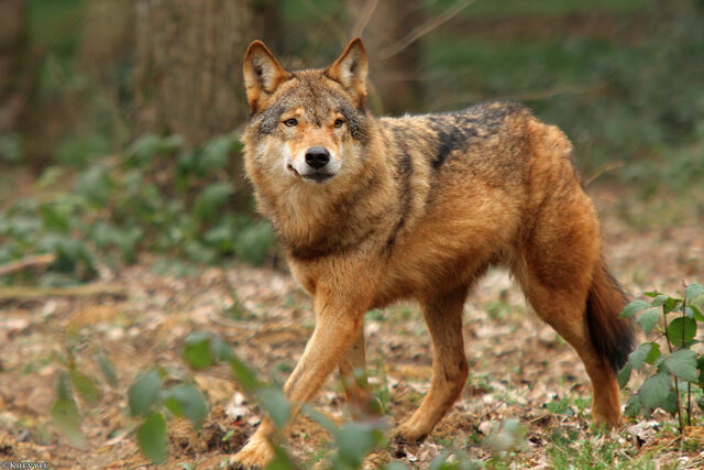 Image - Wolf Anholt1403-Kira-02.jpg | Animal Jam Clans Wiki | FANDOM ...