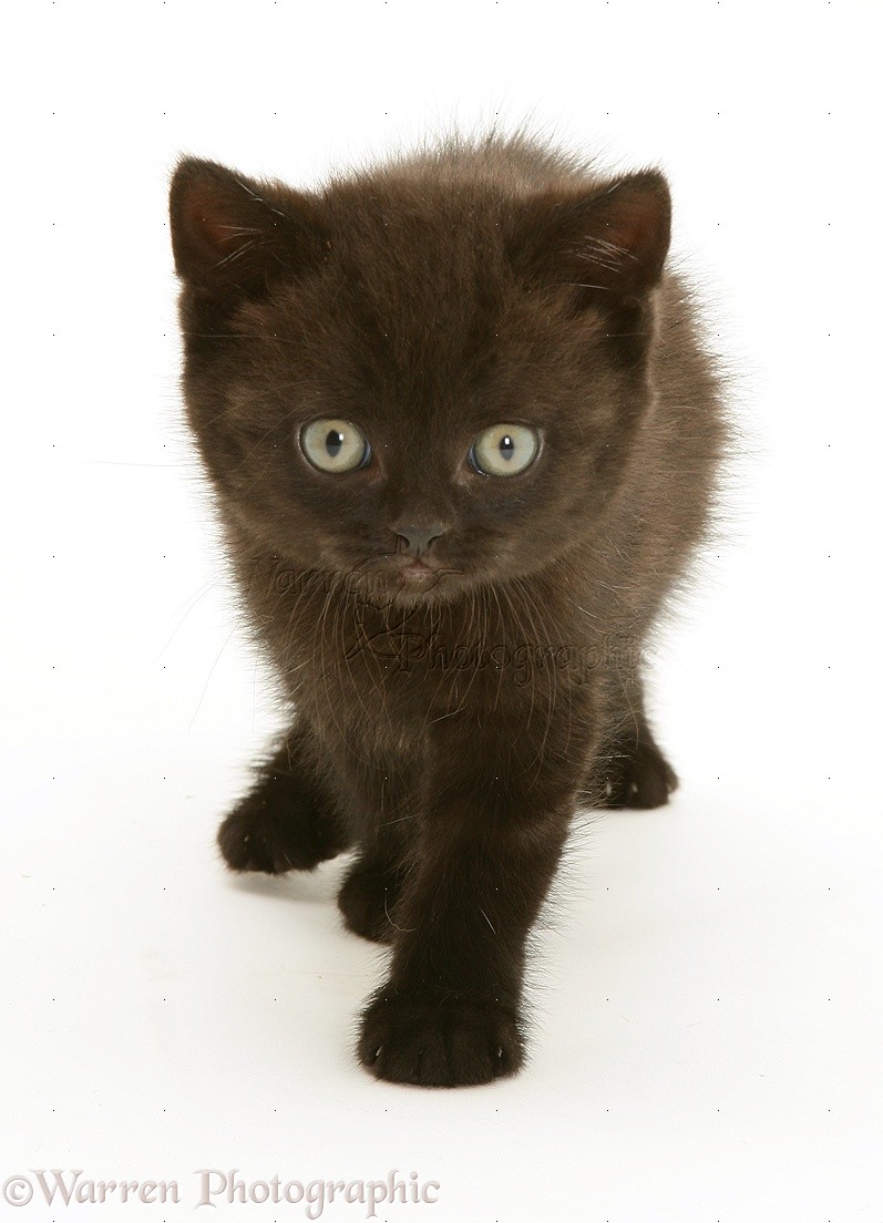 image 17441 black kitten white background jpg animal jam clans