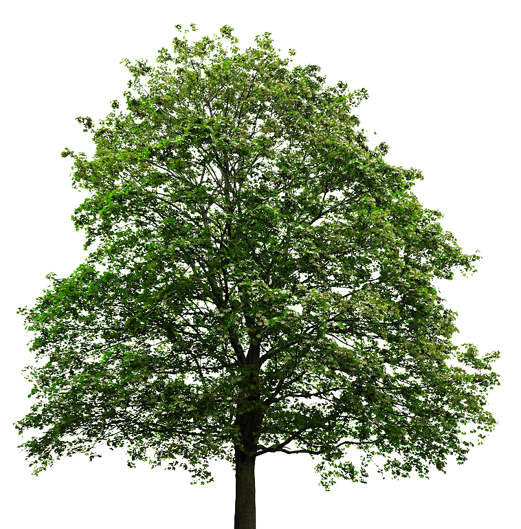 Image Mapletreetransparentbackground.png Animal Jam Clans Wiki