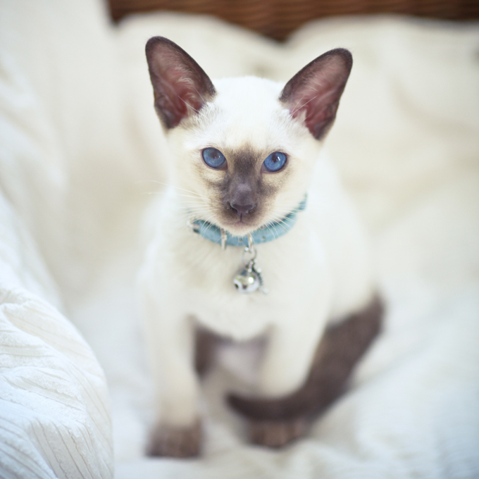 Image - Siamese-cat-kitten-picture-1.jpg | Animal Jam ...
