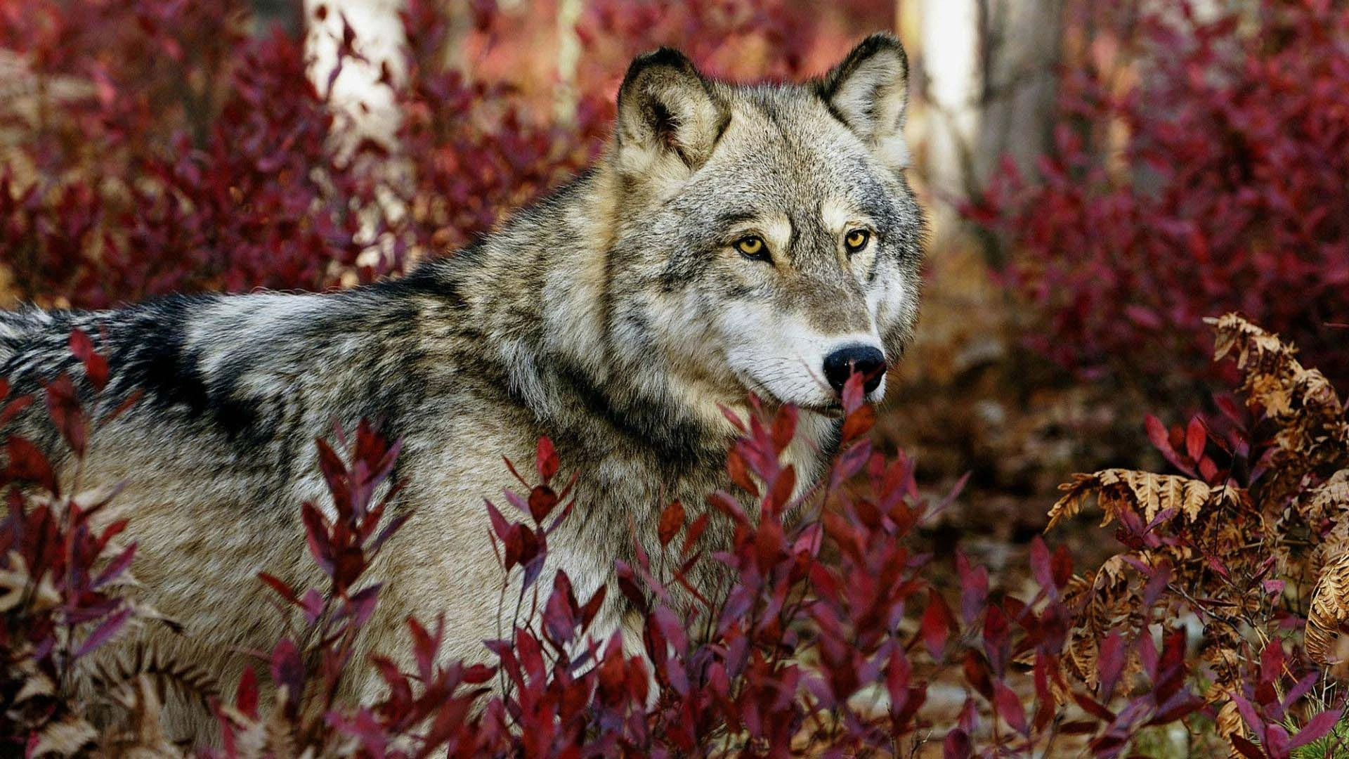 Image - Strong-Wolf-Between-Plants.jpg | Animal Jam Clans Wiki | FANDOM