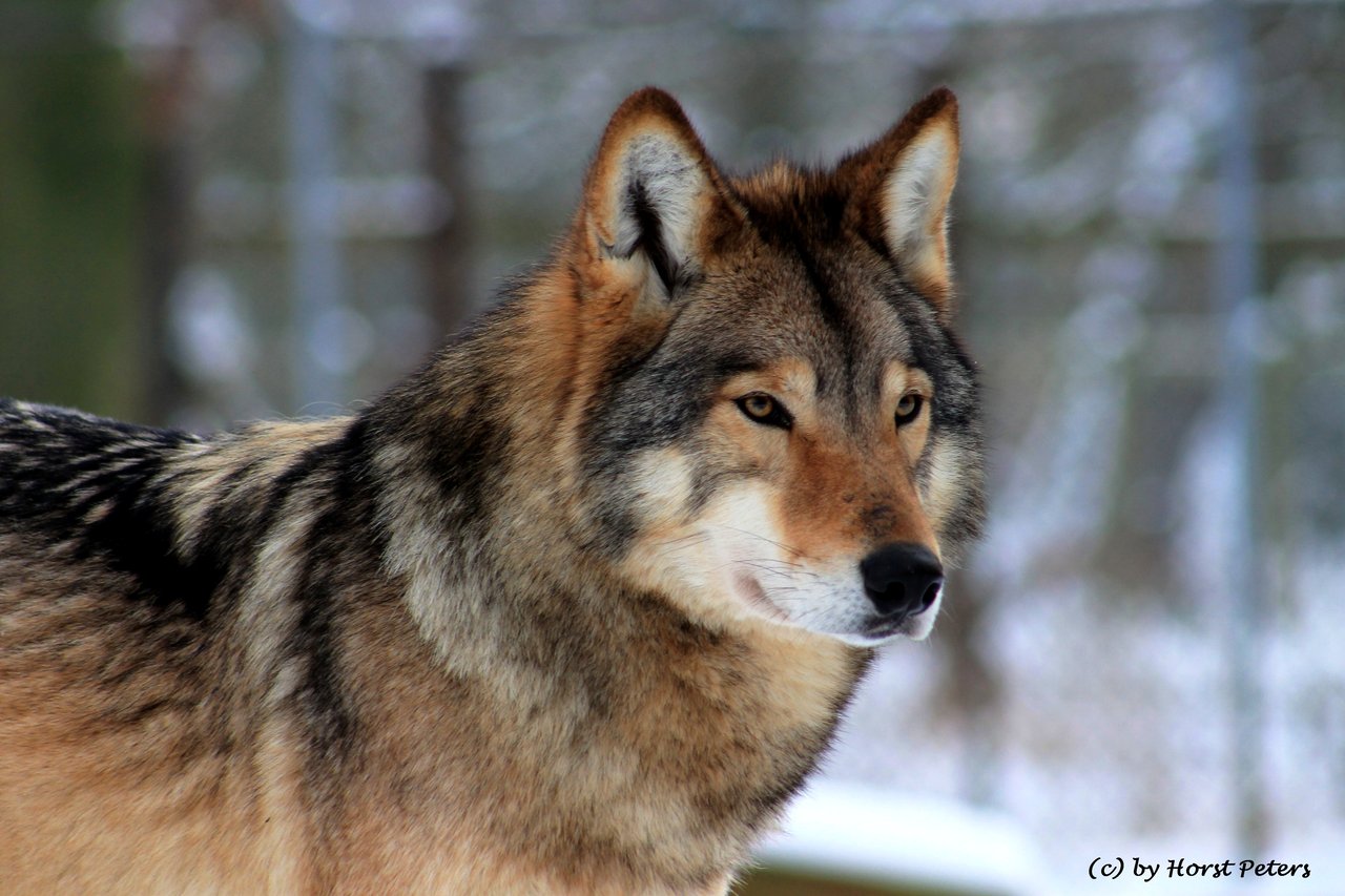 image timber wolf timberwolf 4 by bluesgrass d5thygh jpg animal