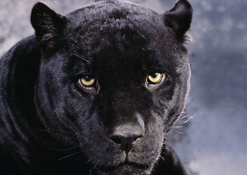 Image 30169115 black  panther  animal wallpaper  jpg 