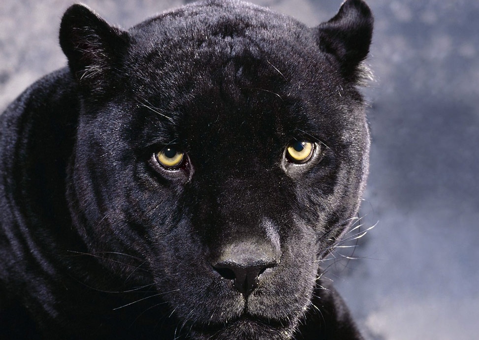 Image - 30169115-black-panther-animal-wallpaper.jpg ...