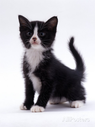 Jane burton domestic cat 6 week black and white kitten jpg Jane burton domestic cat 6 week black and white kitten jpg