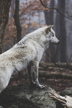 image pretty wolf 2 jpg animal jam clans wiki fandom powered