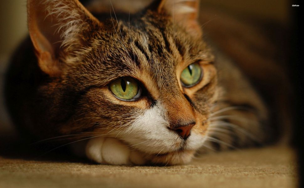 Image - Brown-cat-with-green-eyes-animals-2880x1800-wallpaper377972.jpg ...