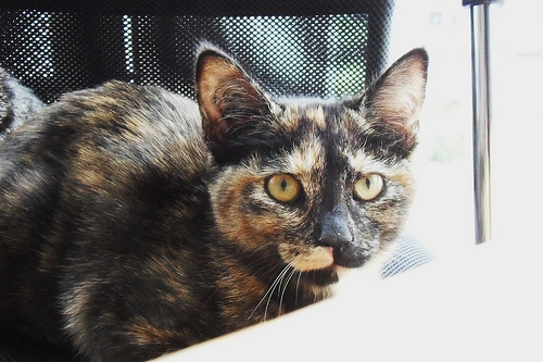 Calcico Cat Animal Jam Calcico Cat Animal Jam