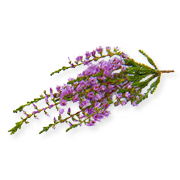 Heather