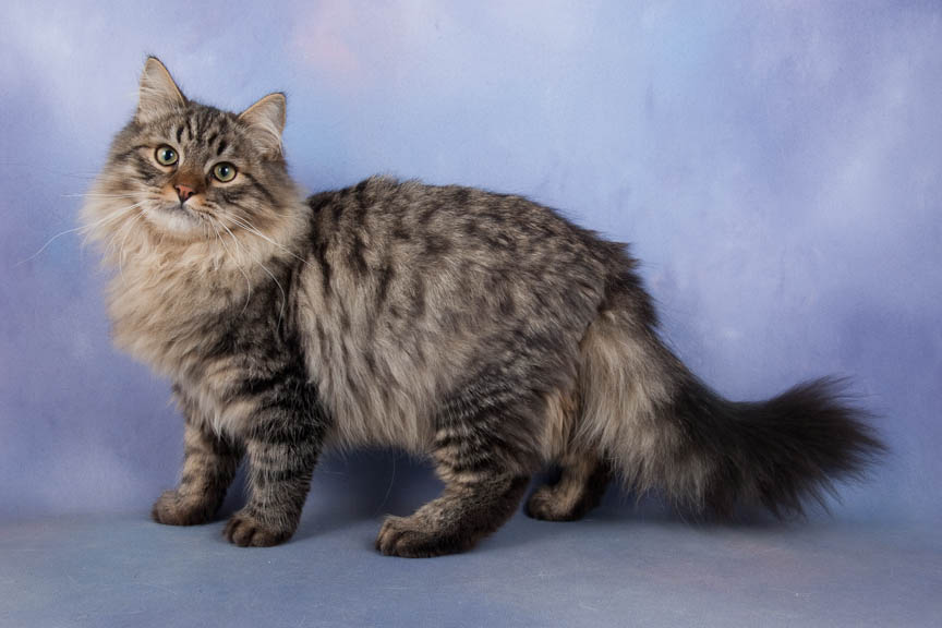 Image - Long-Hair-Grey-Tabby-Siberian-Cat.jpg | Animal Jam ...