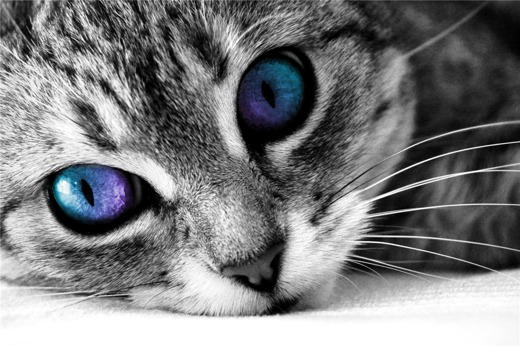 Image - Cats blue eyes selective coloring desktop 1024x681 hd-wallpaper ...