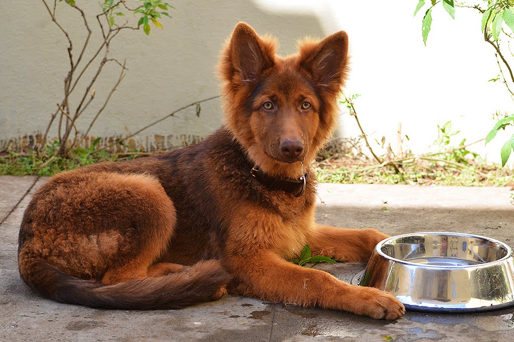 Image - 9-liver-german-shepherd-colors.jpg | Animal Jam Clans Wiki
