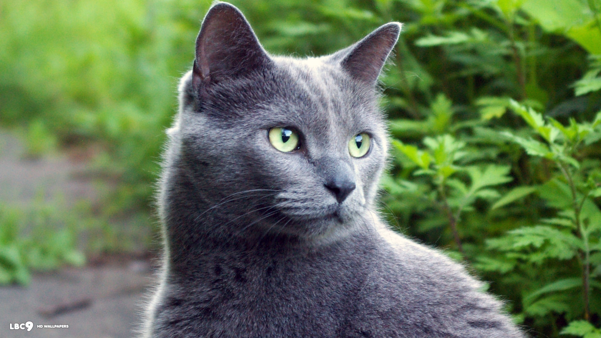 image russian blue cat 23 cats backgrounds jpg animal jam clans russian blue size