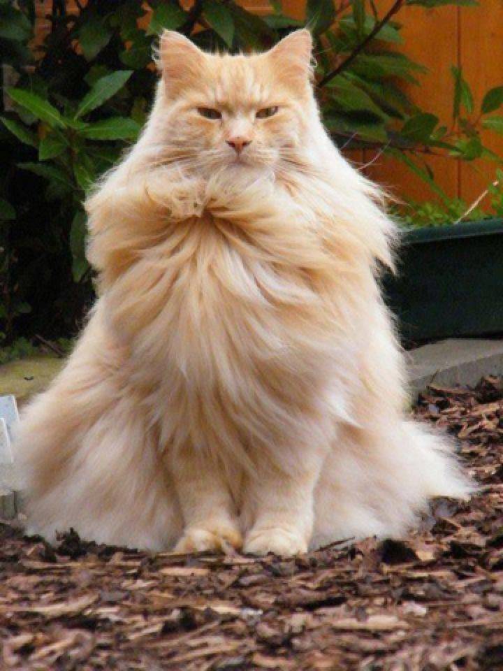 Cat Humor #5