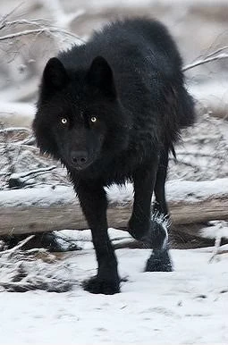 latest?cb=20160616064826