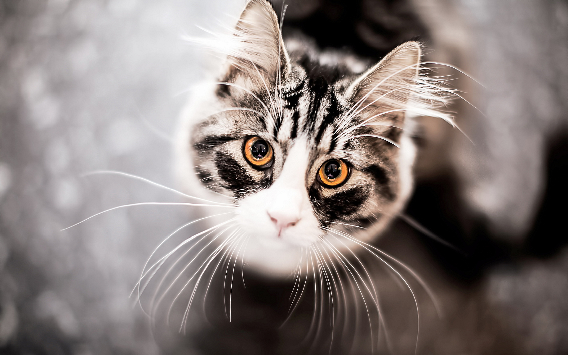 pretty cat wallpapers