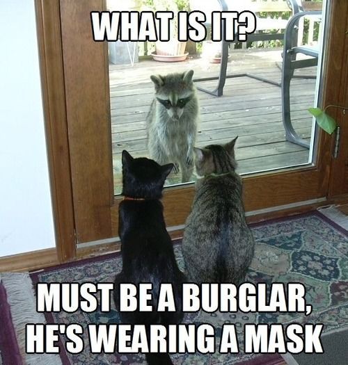 image top 30 funny cat memes humor jokes jpg animal jam clans