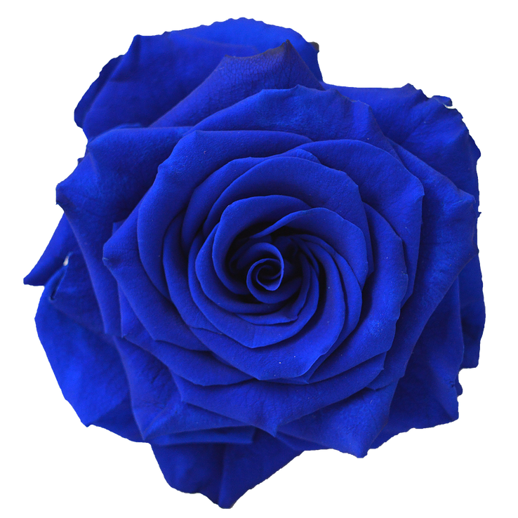 Image Kisspng Blue Rose Flower Navy Blue Clip Art Blue Flower 5abb8e70cc8f56 