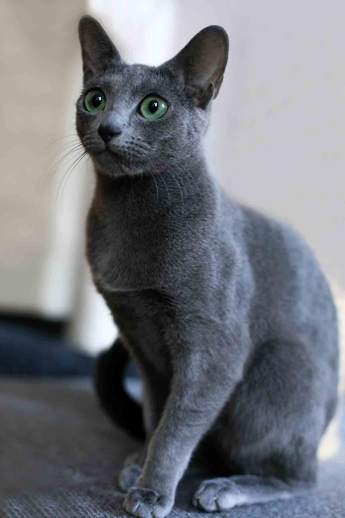silver blue cat silver blue cat