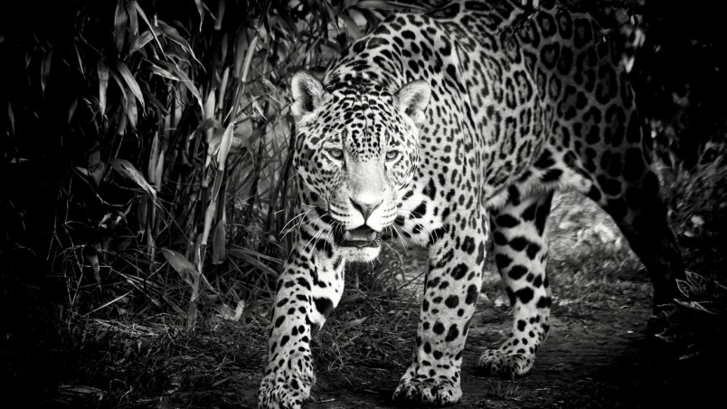 Preview black and white jaguar jpg Preview black and white jaguar jpg